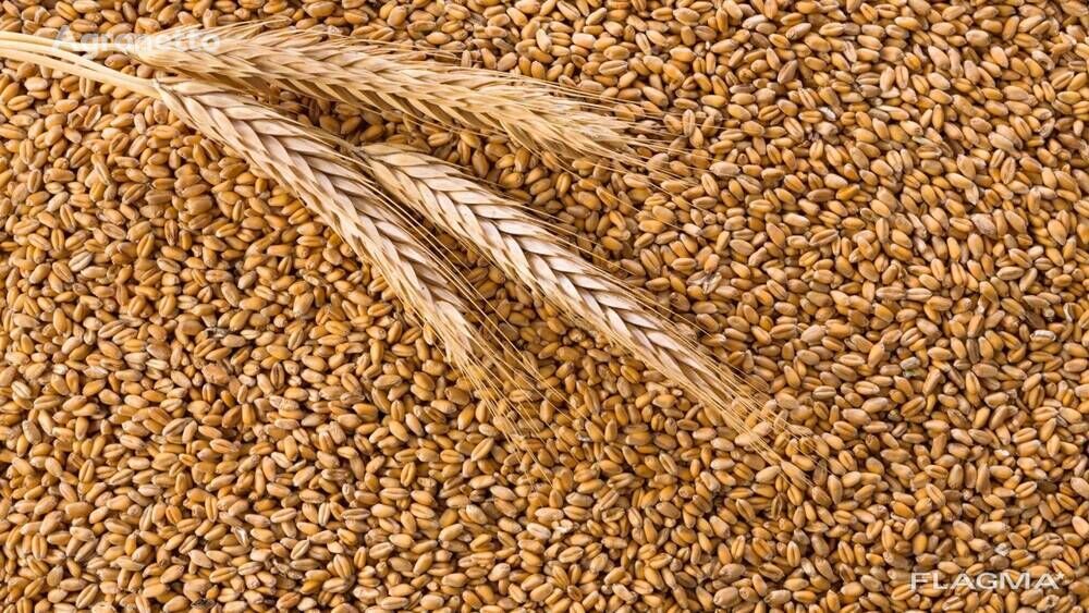 Forage wheat