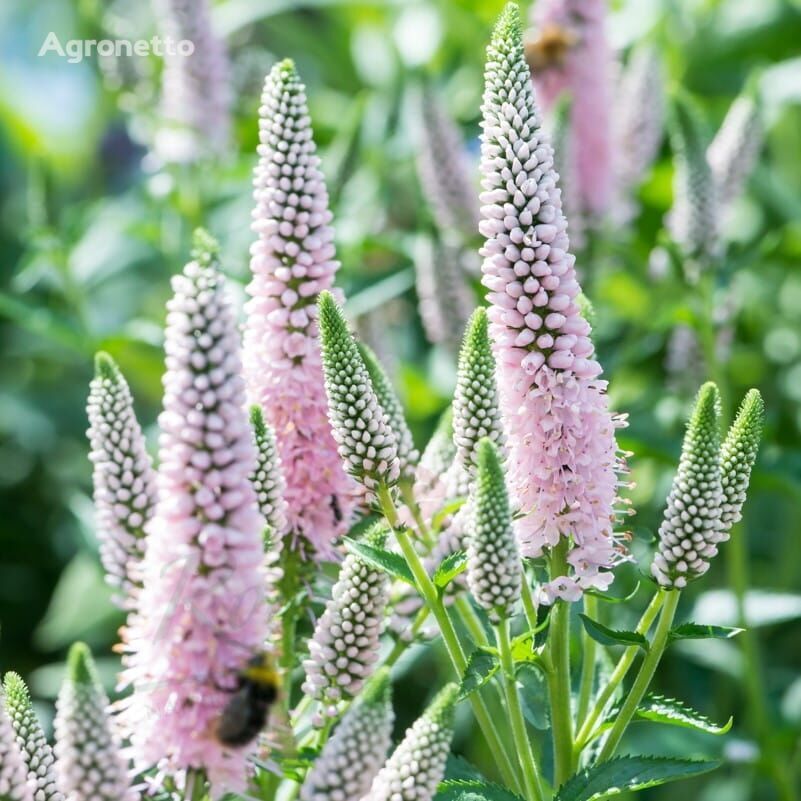 Speedwell 'First Choice' Veronica spicata