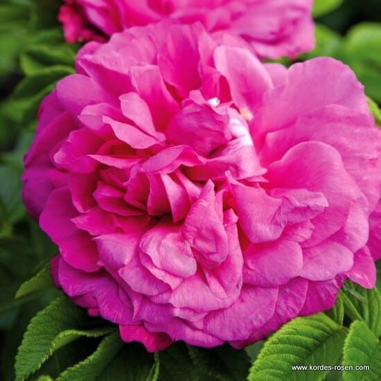 Róża Purple Roadrunner® flower seedling