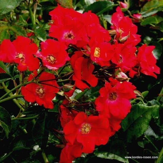 Róża Sommerabend® flower seedling