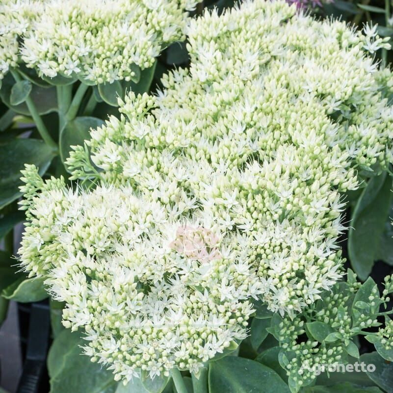 Sedum spectabile 'Stardust'