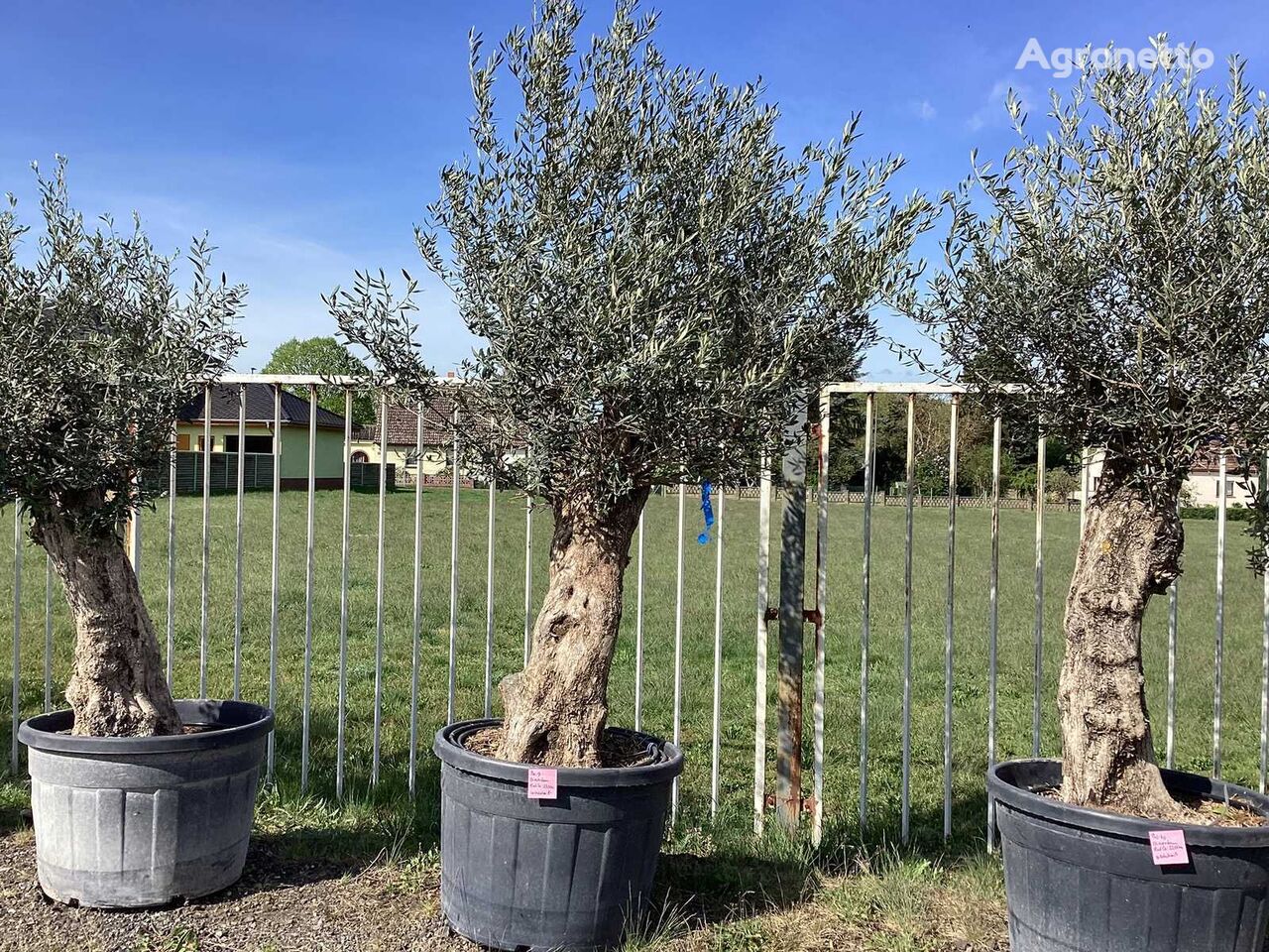 Olivenbaum (Winterhart) fruit tree sapling