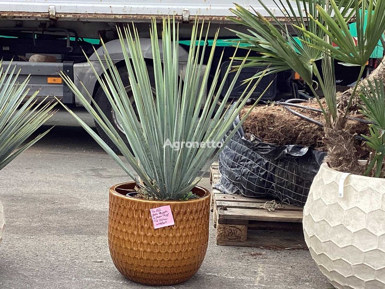 Yucca Rostrata im Deko-Topf (Beides winterhart) ornamental shrub